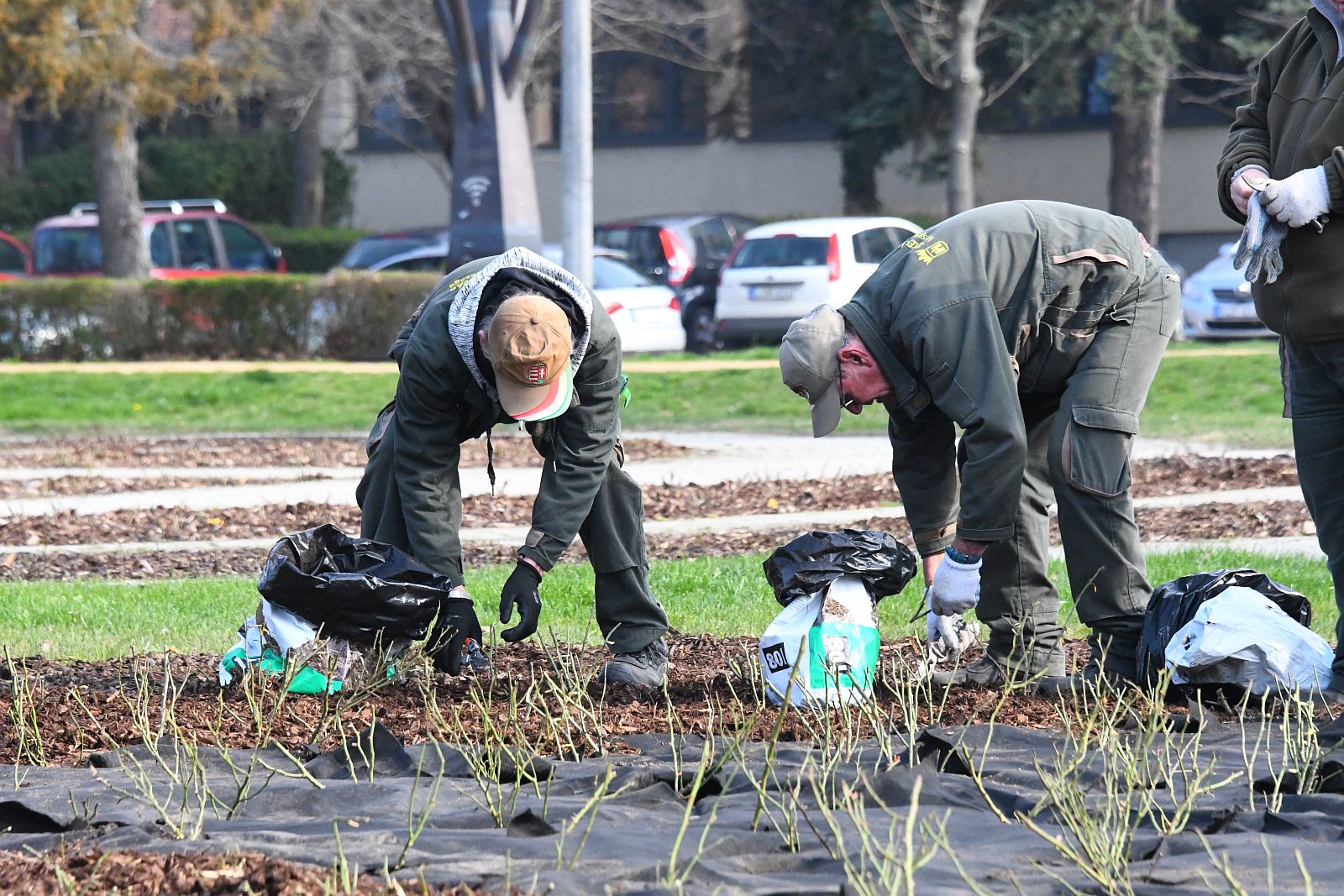 Így ültették az új rózsákat a kertészek a Rózsa ligetben